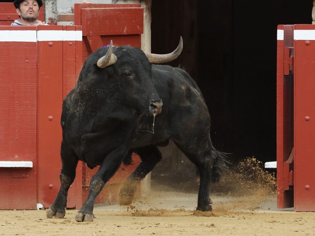 Tragedia En La Feria De Murcia: Muere Corneado Un Carnicero De La Plaza ...